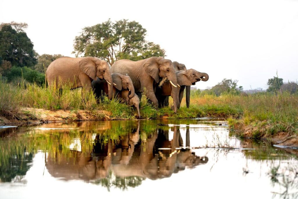Elephant Hunts For $70,000 to Fund Zimbabwe National Parks