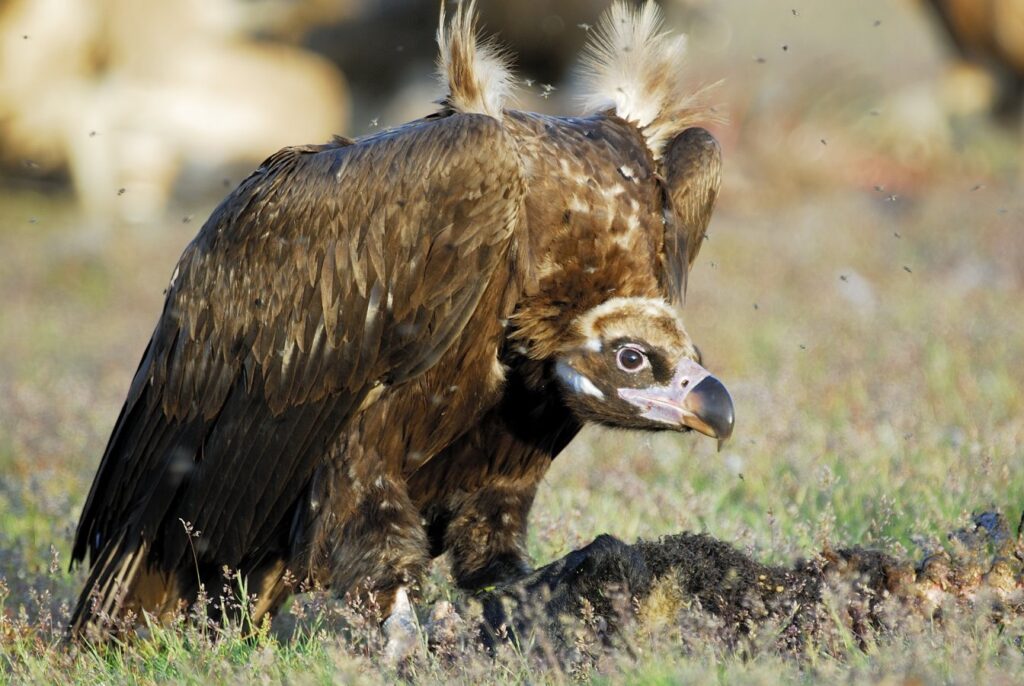 Diclofenac claims first official victim in Europe: the Cinereous Vulture