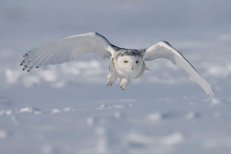 In Photos: Drenched snowy owl gets a helping hand from Canadian kayaker
