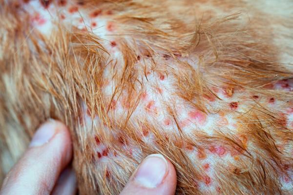 Folliculitis in Dogs – New Research REVEALS!