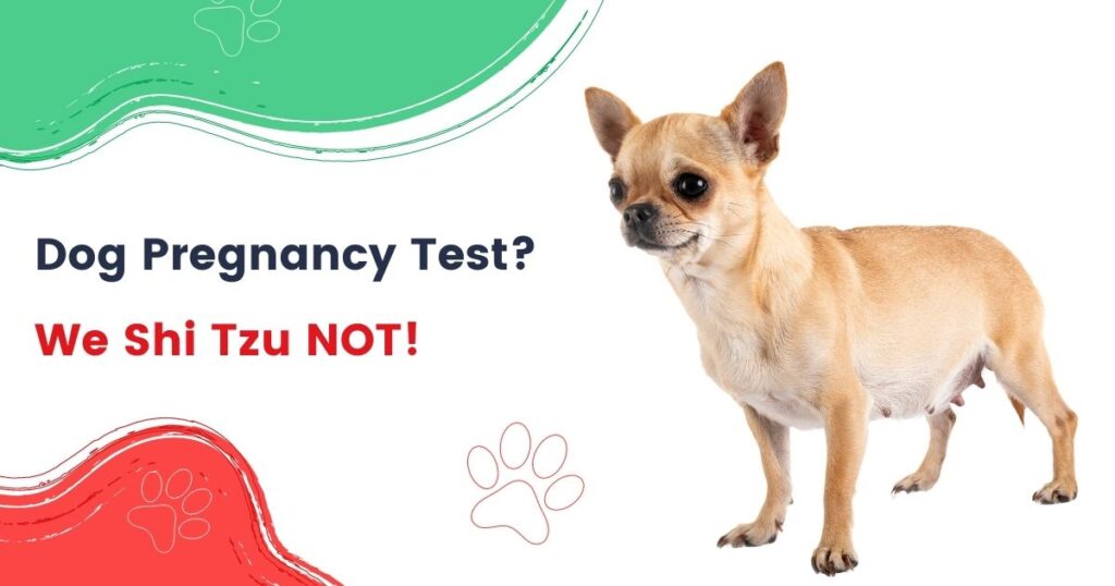Dog Pregnancy Test? We Shi Tzu NOT!