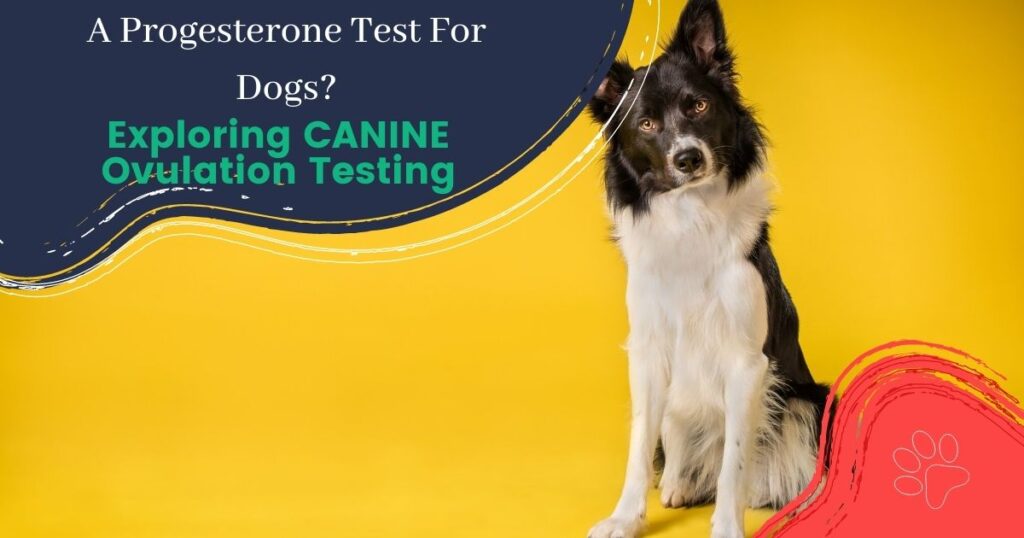 A Progesterone Test For Dogs? Exploring CANINE Ovulation Testing