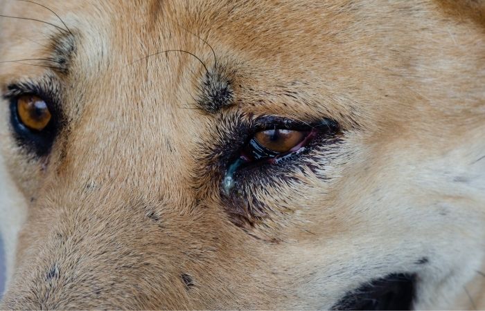 Epiphora in Dogs – Unpacking RUNNY Canine Eyes