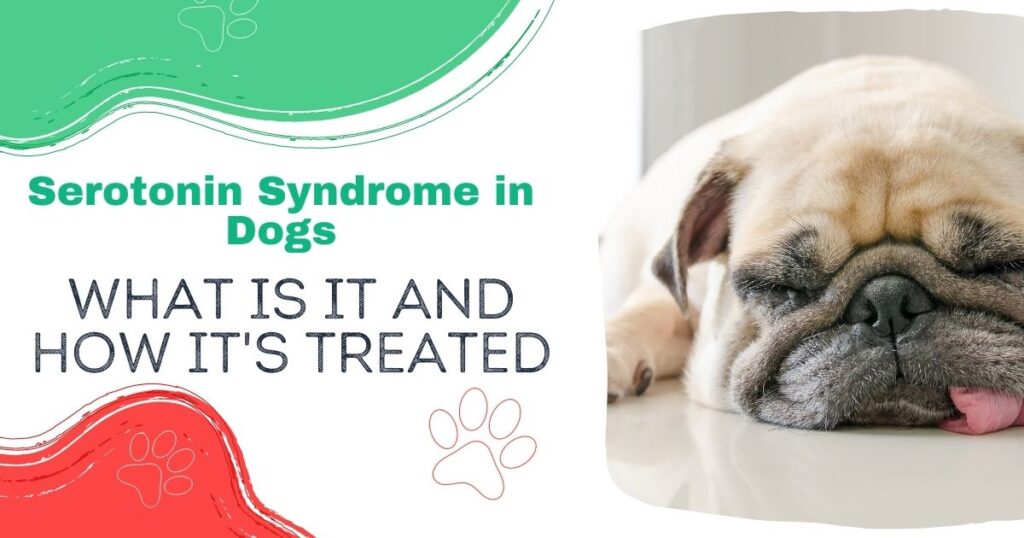 Serotonin Syndrome in Dogs – What is it And How It’s TREATED