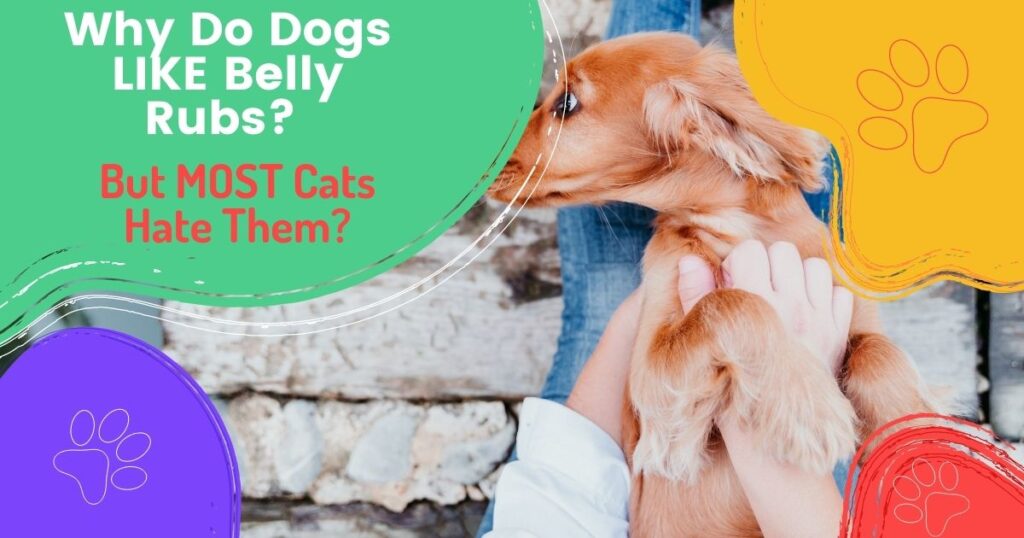 Why Do Dogs LIKE Belly Rubs? But MOST Cats Hate Them?