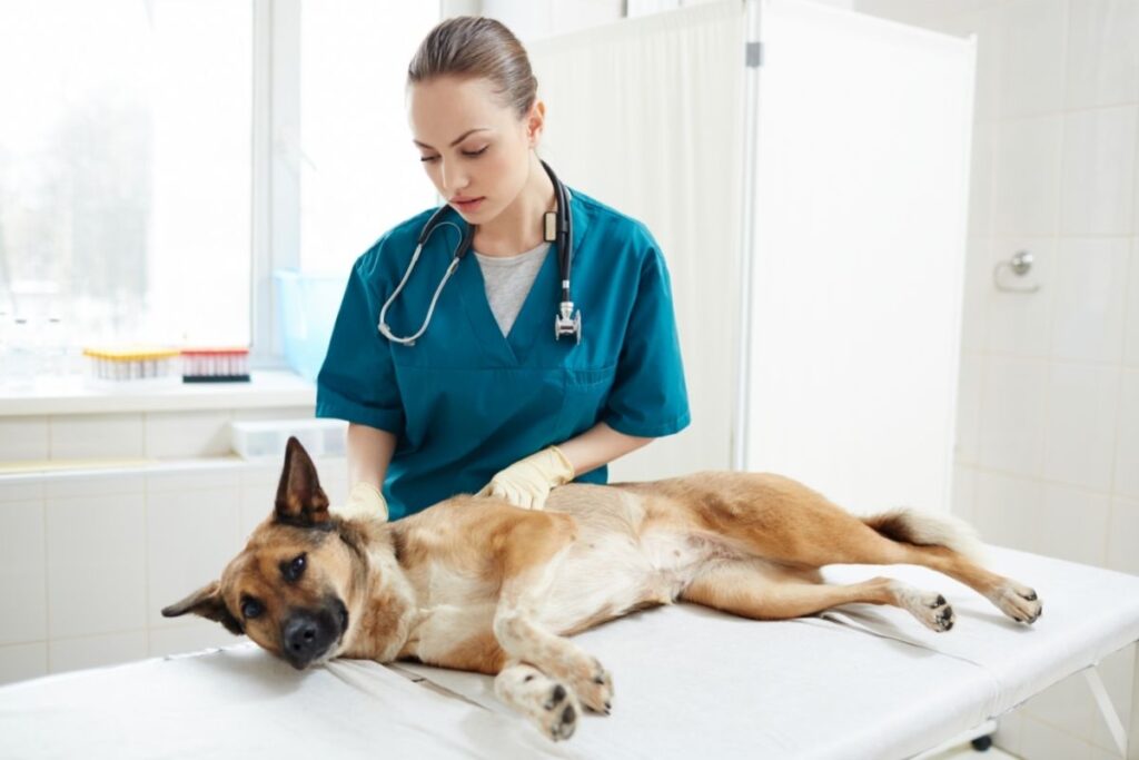Vaginitis in Dogs -Causes, TREATMENT, Prognosis, and [More]