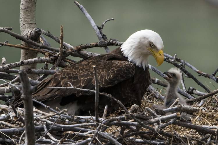 47 percent of golden eagles tested in USA found to have had chronic exposure to toxic lead