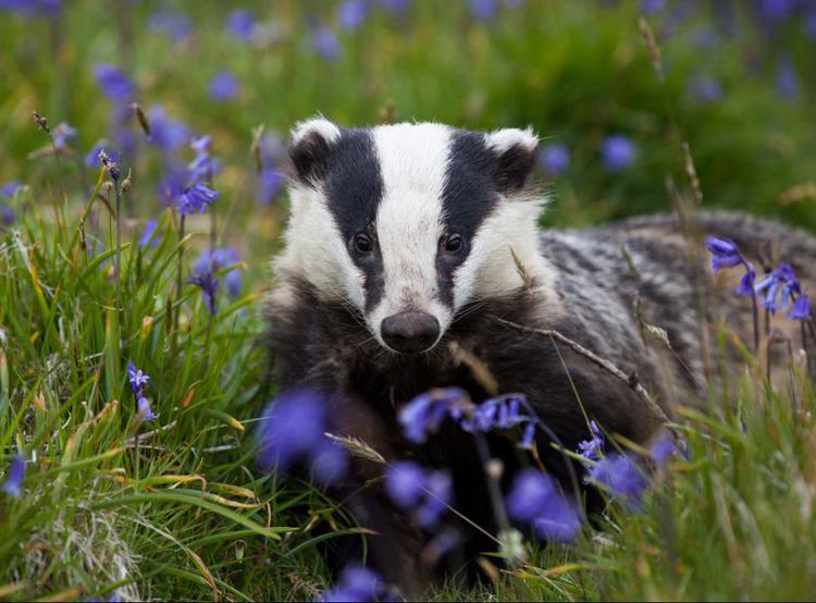 5,000 more badgers killed than authorized after cull zones expanded without public consultation