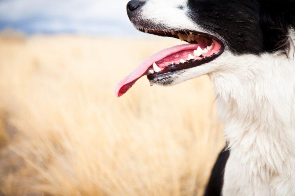 Get Antiquated With Tachypnea in Dogs