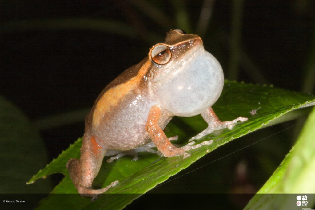 Hop Faster: helping frogs find refuge from climate change in Puerto Rico