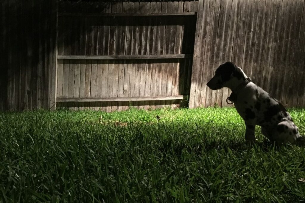 Do Dogs Have Night Vision? Good or NOT?