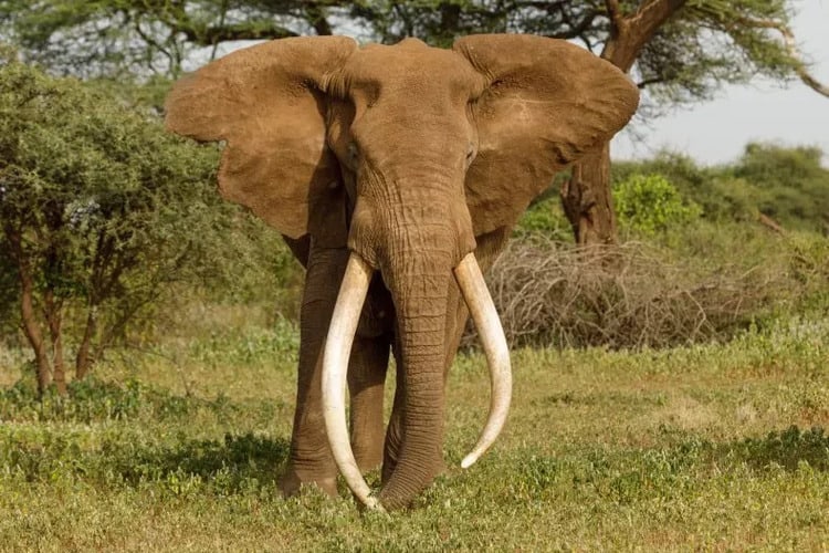 Trophy hunter paid $50,000 to kill Botswana’s biggest elephant  for its record-breaking tusks