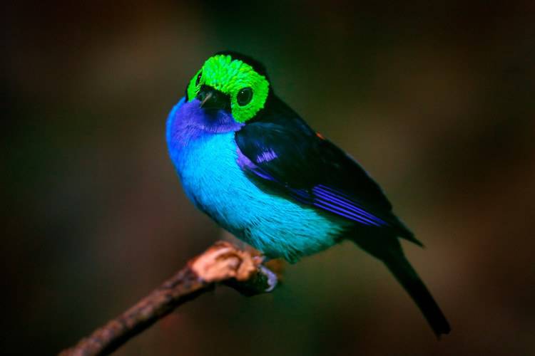 Darwin’s hypothesis that birds’ feathers get more colorful closer to the equator proved by researchers
