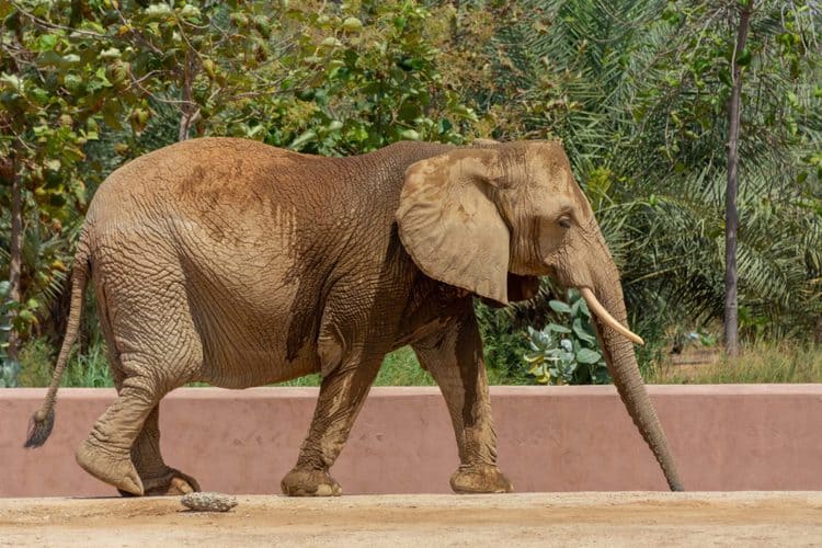 Elephant trainer lost his job after beating elephant’s head with a sharp metal rod