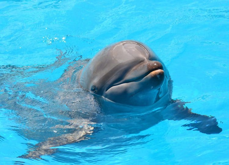 Captive dolphin attacked a trainer, sending her to hospital and prompting USDA investigation