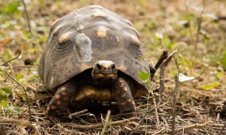 Green light for return of red-footed tortoises to Argentina