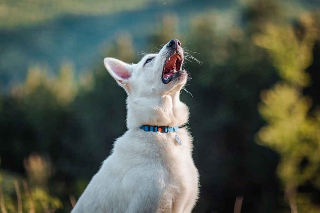 Reverse Sneezing in Dogs – Anomaly or NOT?