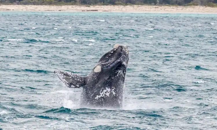 Thousands of whale images are being combed through by researchers in order to help conserve a calving spot off the coast of Western Australia