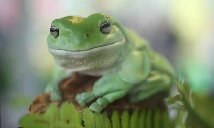 Frogs are the “canary in the coalmine,” suffering first when the environment is toxic