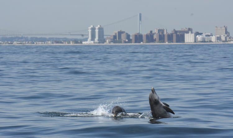 Dolphins Use New York Harbor as a Feeding Ground, Study Finds