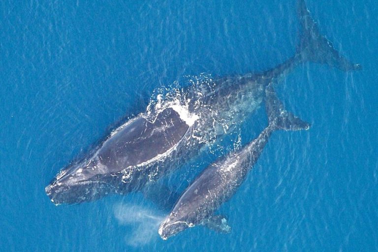 The North Atlantic right whale is a critically endangered species with an estimated population of fewer than 350
