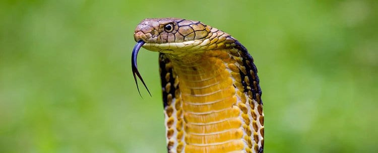 More And More People Are Being Bitten by Exotic Snakes. Here’s Why