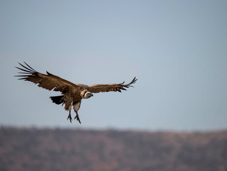 More than 150 endangered vultures poisoned in South Africa, Botswana