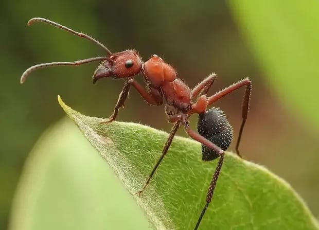 Ants can be better than pesticides for growing healthy crops, study finds