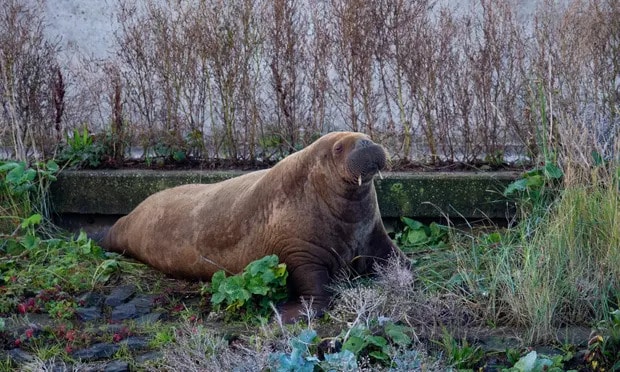 Whales and walruses: our cruel fascination with stranded sealife