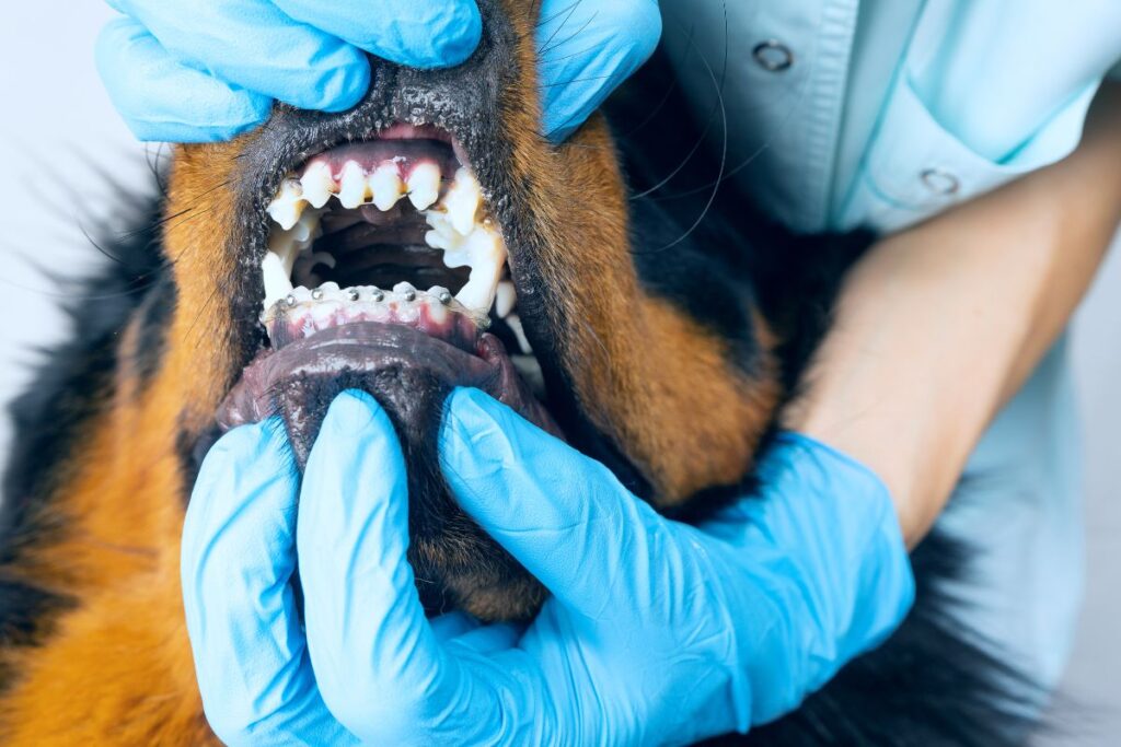 Can Dogs Get Braces? Absurd or Not?