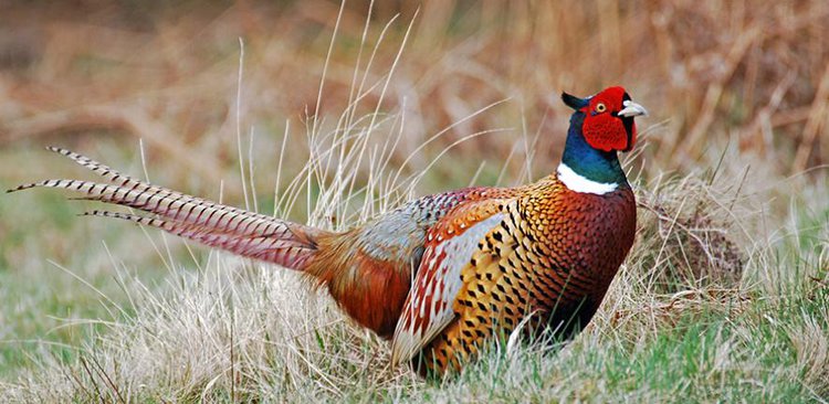 Pheasant meat sold for food found to contain many tiny shards of toxic lead