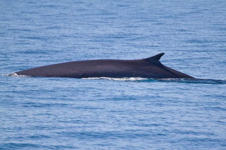 Fin Whales Dying in Agony After Being Harpooned With Multiple Grenades