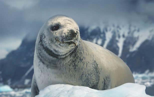 Baby seals to get ‘smashed to death’ in harrowing scenes for new Frozen Planet series