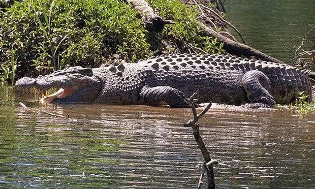 Queensland proposal to remove more large crocodiles could raise risk of attacks, experts warn