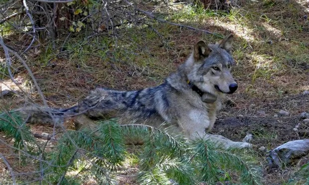 Sighting of new gray wolf family raises hopes of resurgence in Oregon