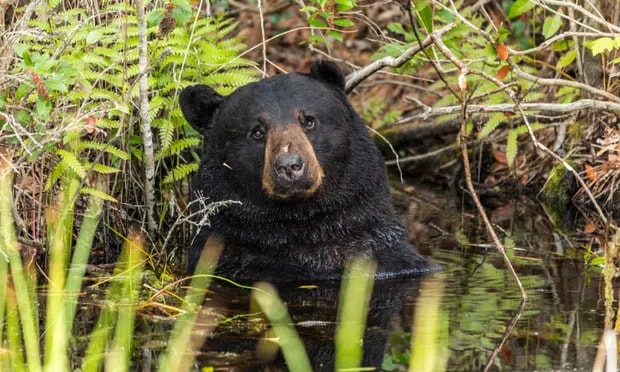Sweet spot: bear crashes Connecticut birthday party to steal cupcakes