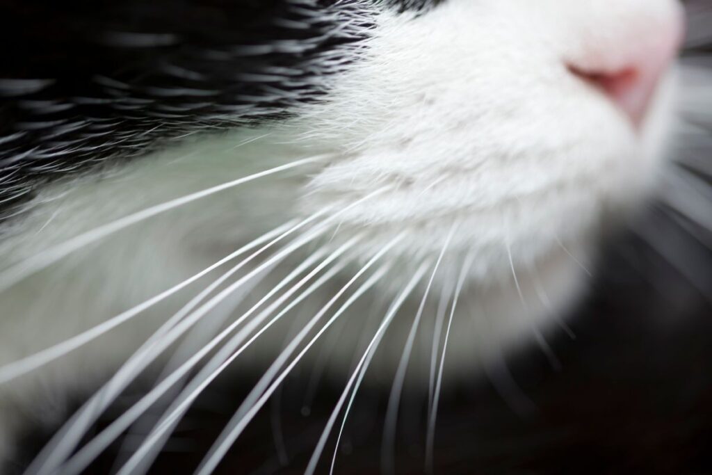 Do Cat Whiskers Grow Back? Science-Backed Info Below