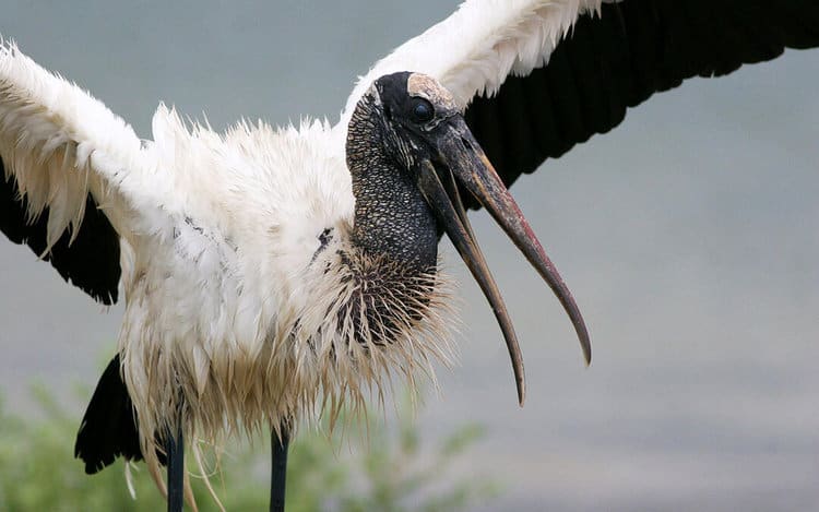 The Weird and Wild Migration of the Wood Stork Raises Many Questions