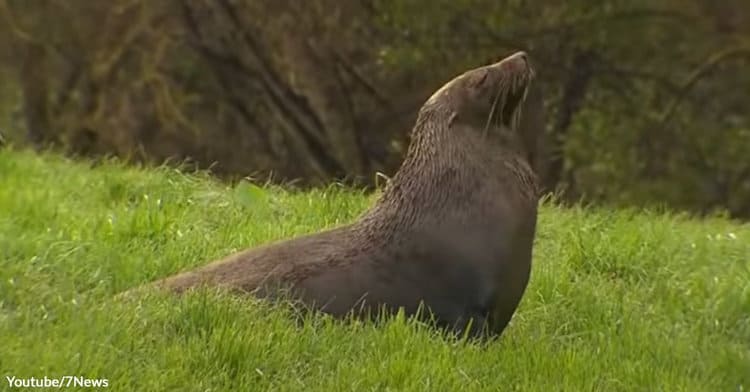 Lost Seal Causes Confusion on a Rural Farm in Victoria