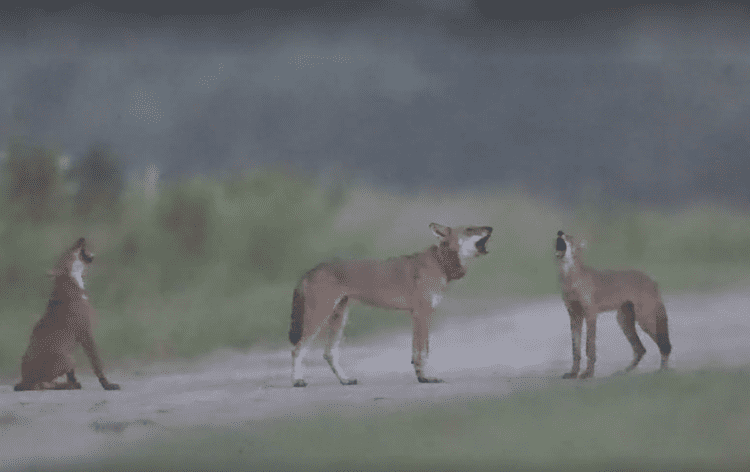 Red Wolves—Once Extinct in Wild—Howl at Sky in Beautiful, Rare Footage