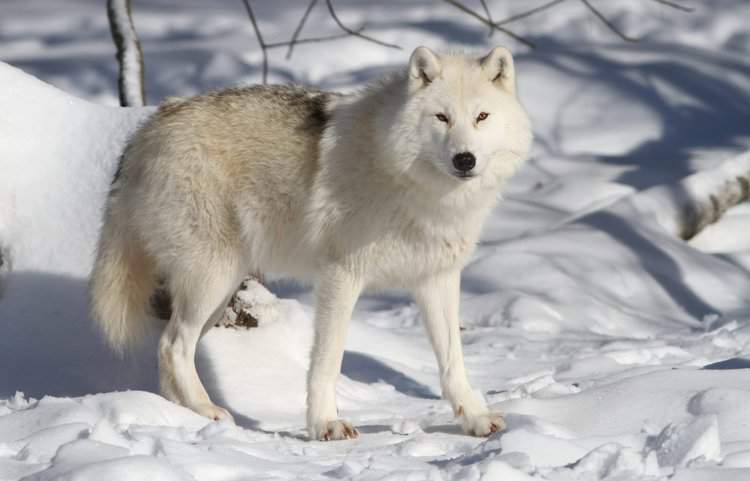 Scientists Clone First Ever Wild Arctic Wolf and Name Her Maya