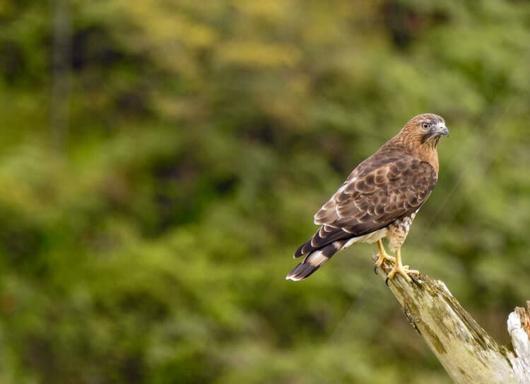 A dangerous journey through the country of birds: challenges for migratory raptors