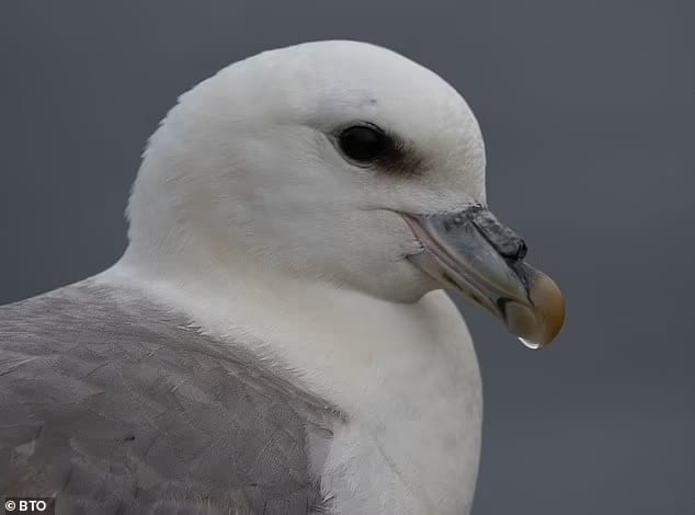 45-year-old seabird discovered alive and well on an uninhabited island in Orkney