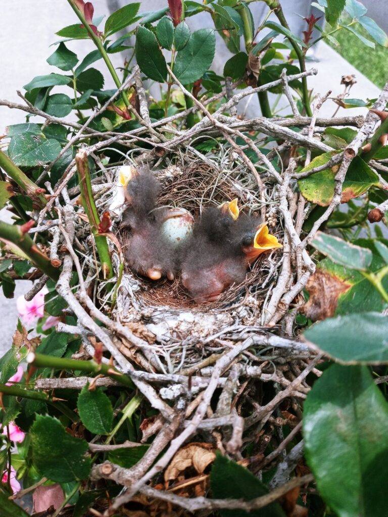 An animal encounter with a birds next in a flower pot with newly hatched baby birds chirping.