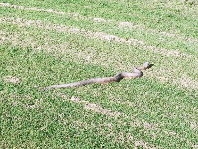 An animal encounter with large water moccasin slithering through the grass at a golf course