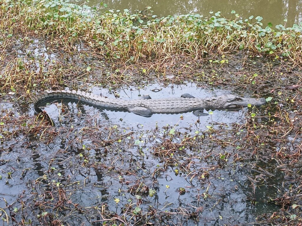An animal encounter with a large alligator laying in a marsh partially submerged underwater.