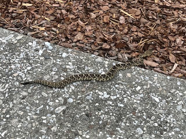An animal encounter with a small eastern diamondback rattlesnake slithering a cross a walkway into mulch.