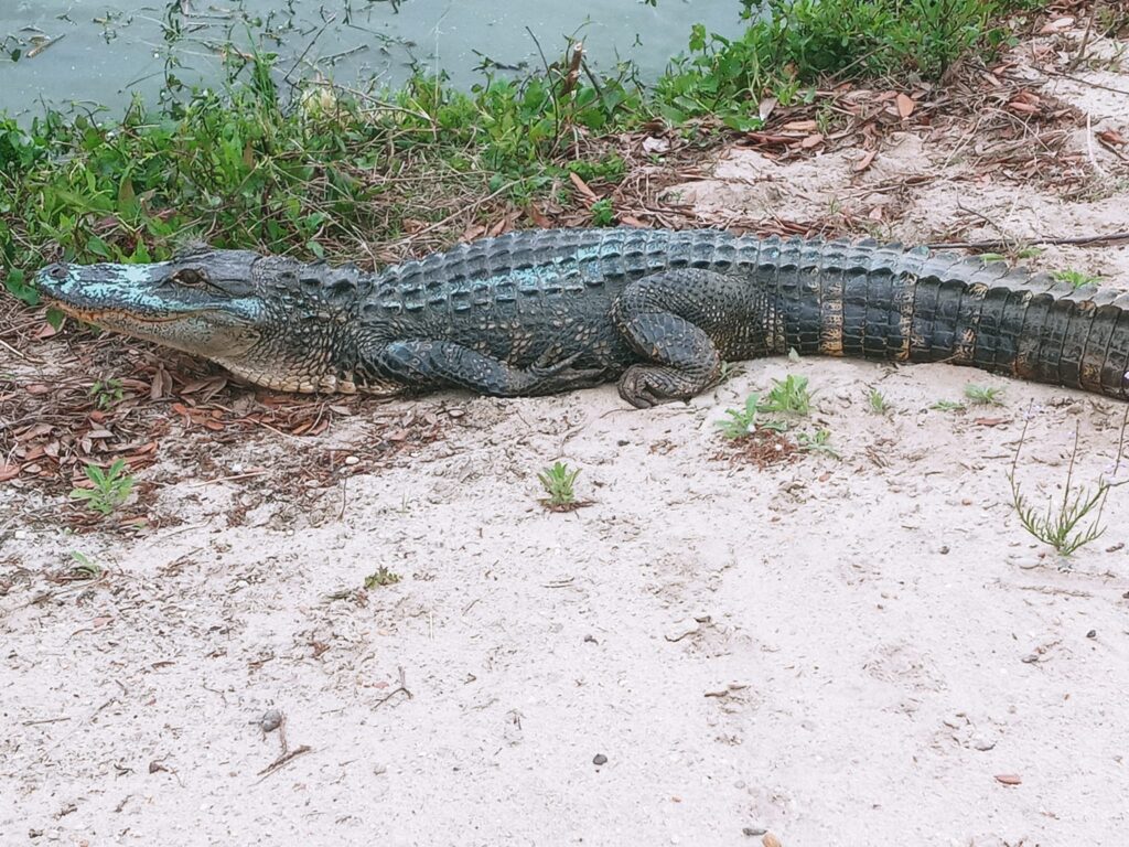 An animal encounter with a relaxed large alligator laying in the sand next to a pond.