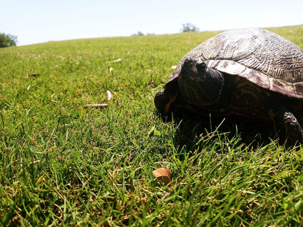 An animal encounter with turtle on a grass hill looking up on a nice sunny day.