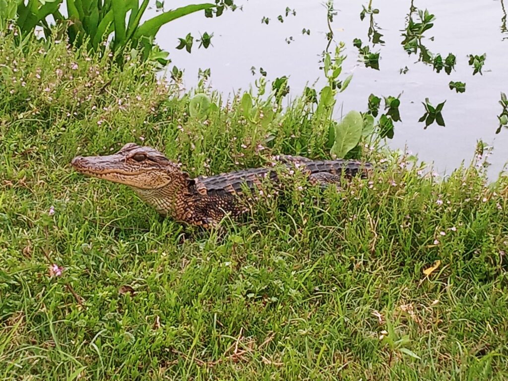 An animal encounter with a young alligator laying on the grass bank next to a pond.